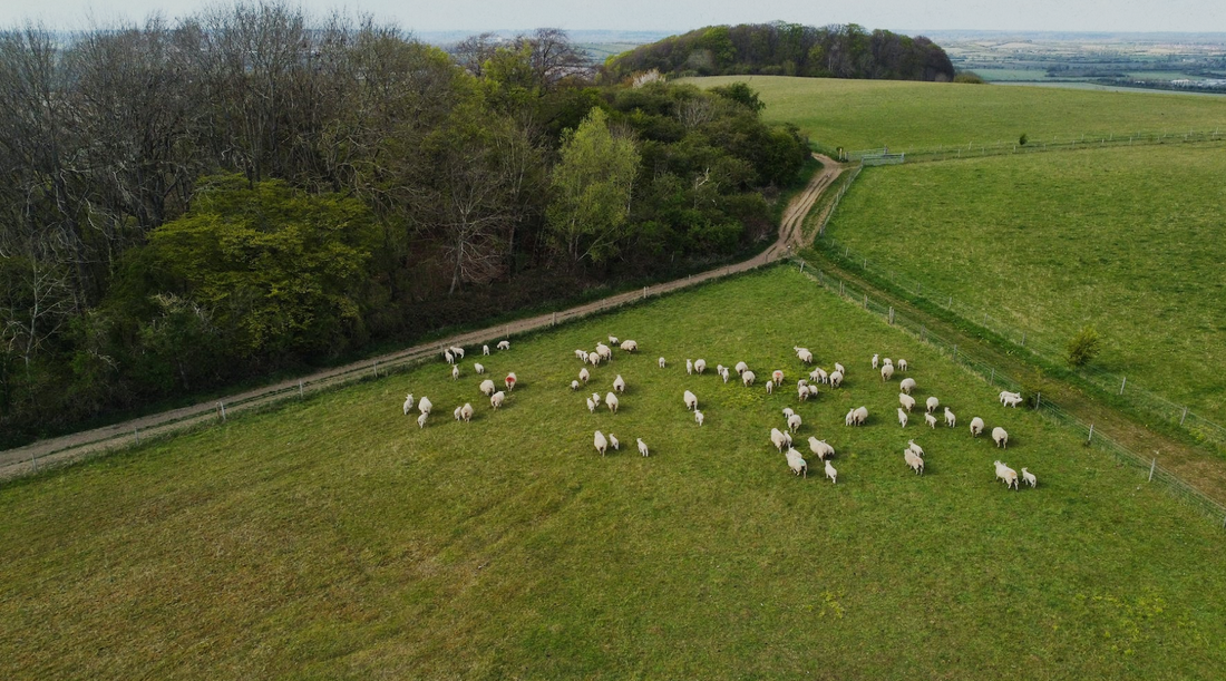 Should sheep shearing stop?